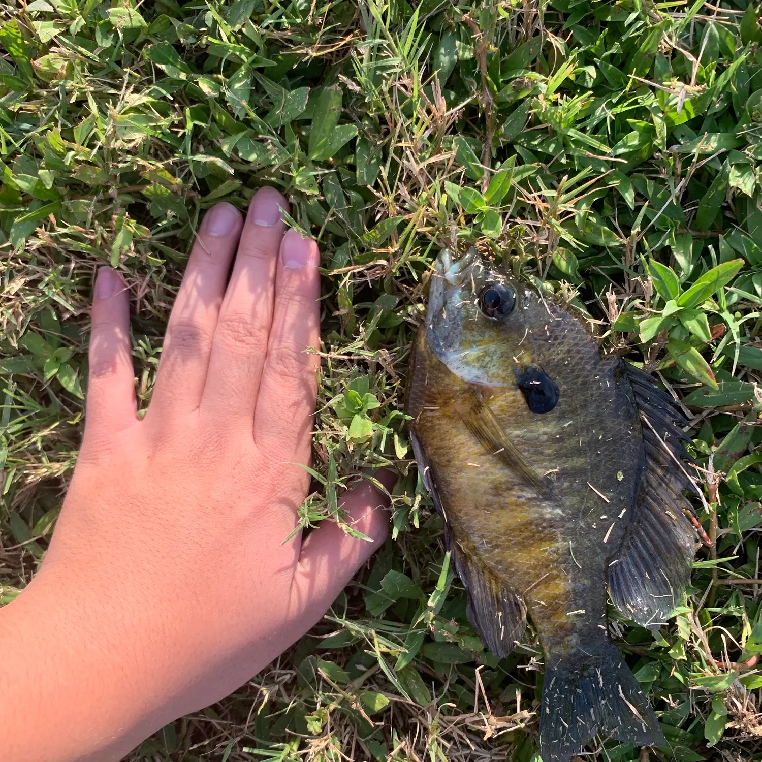 Bluegill caught on Fishbrain