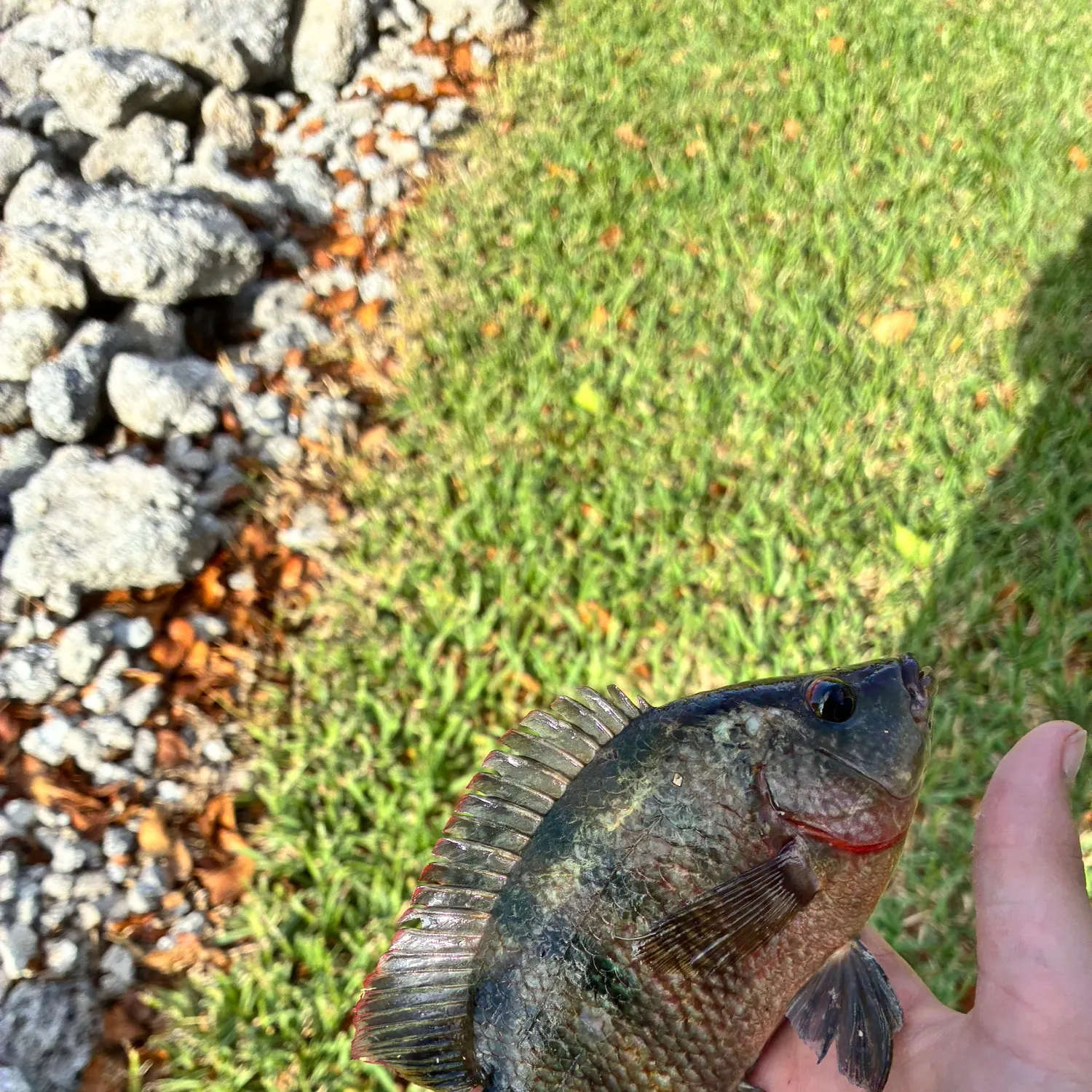 The most recent Redbelly tilapia catches on Fishbrain