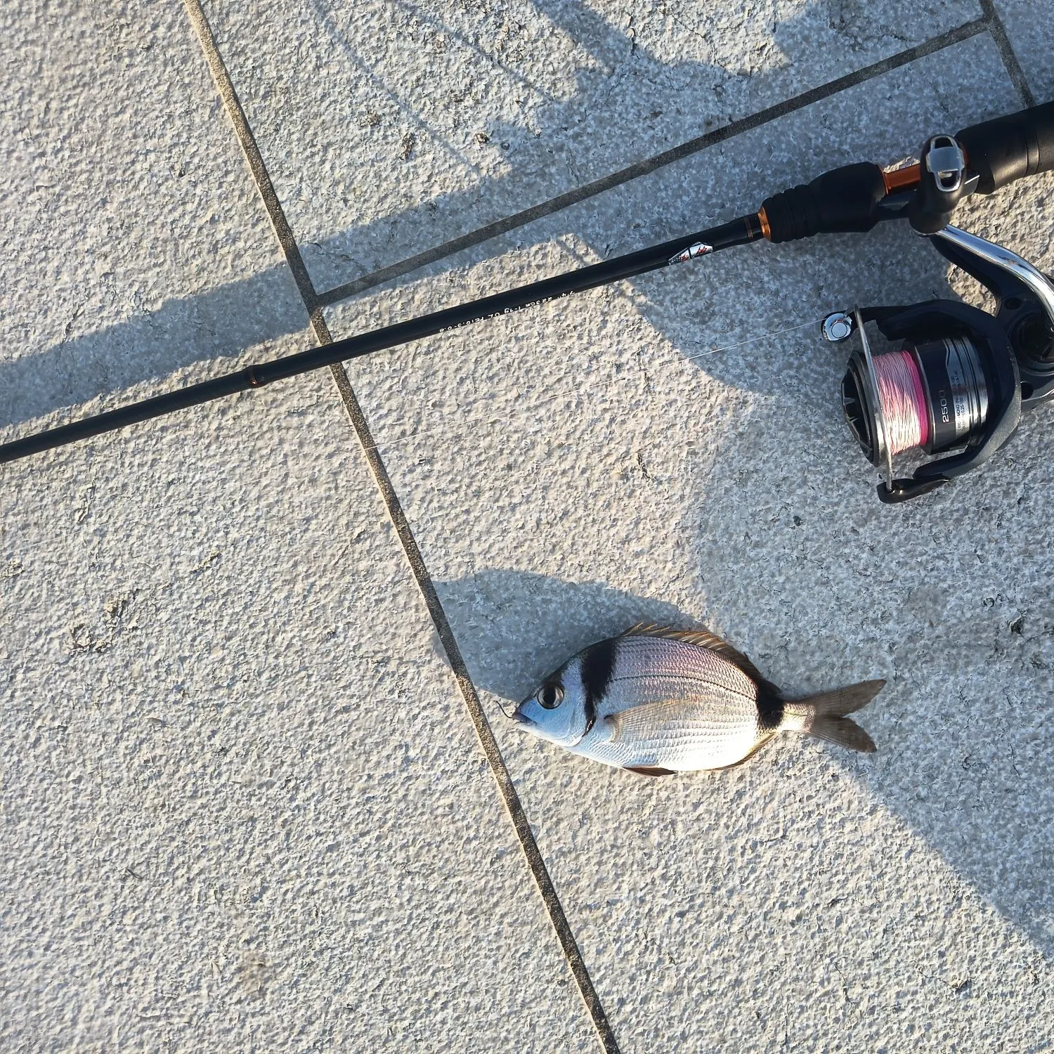 The most recent Common two-banded seabream catches on Fishbrain