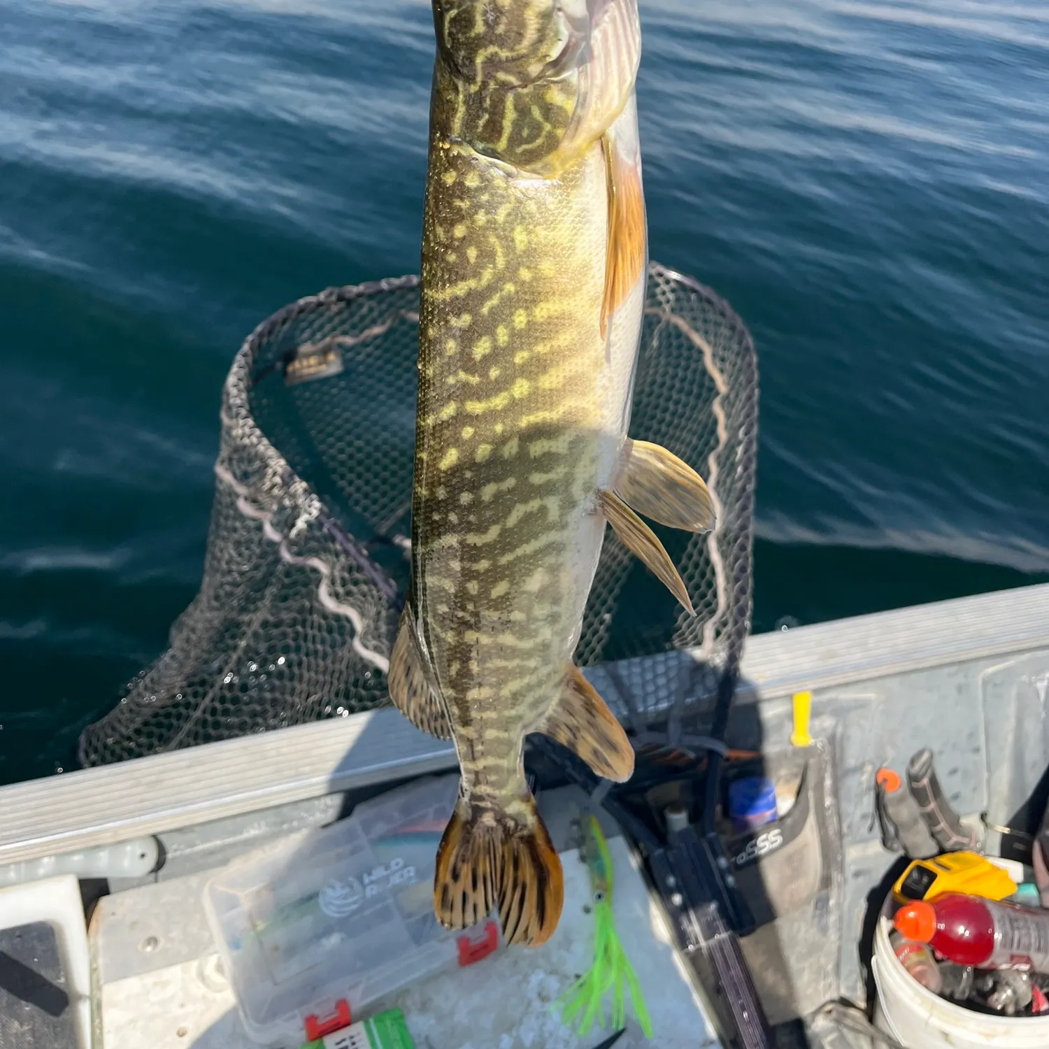 Northern pike caught on Fishbrain