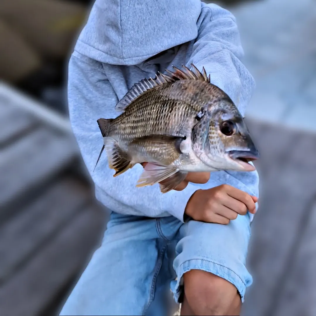 Surf bream caught on Fishbrain