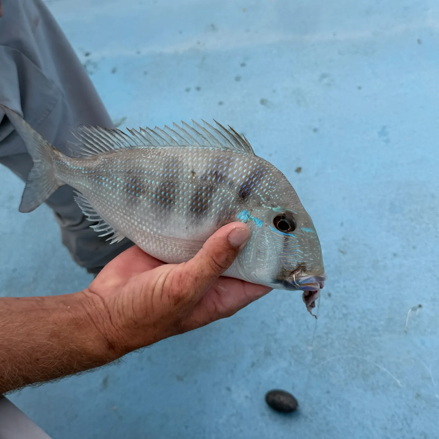 Sheepshead caught on Fishbrain