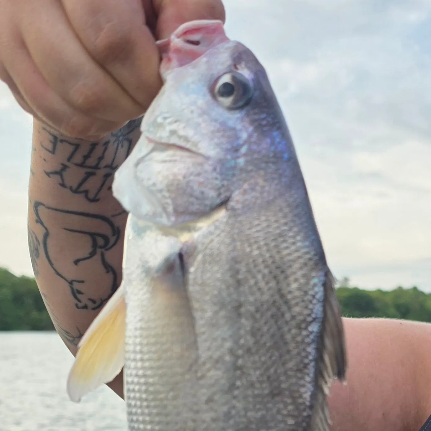 Freshwater drum caught on Fishbrain