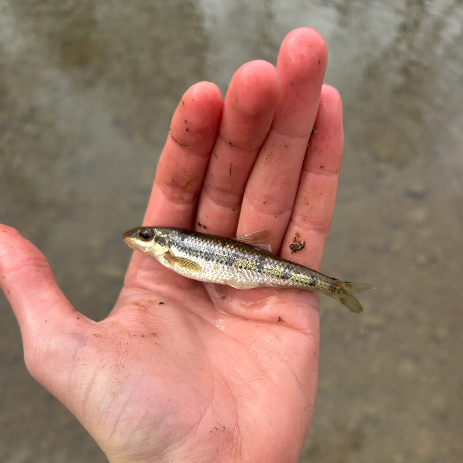 The most recent Streamline chub catches on Fishbrain