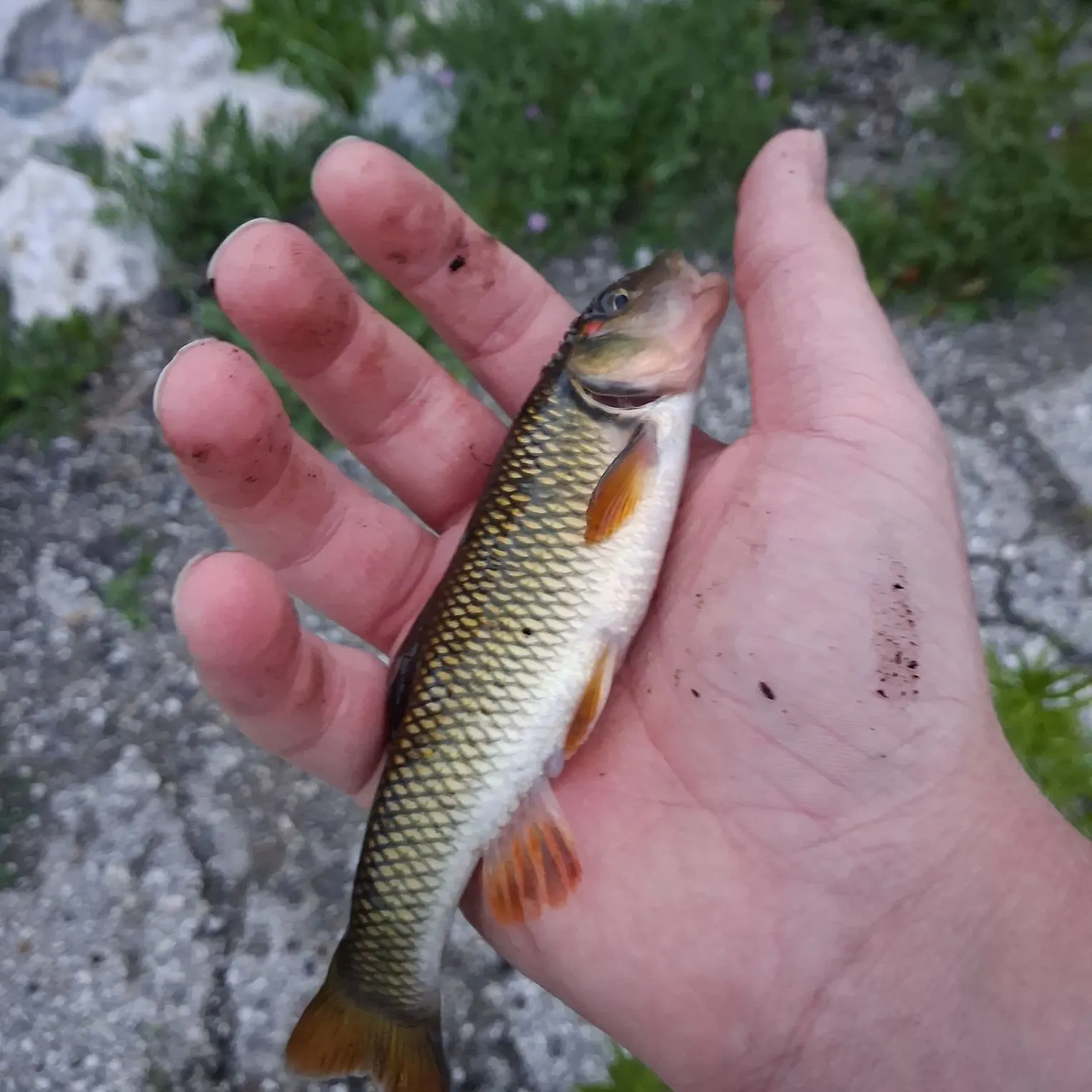 The most recent Hornyhead chub catches on Fishbrain