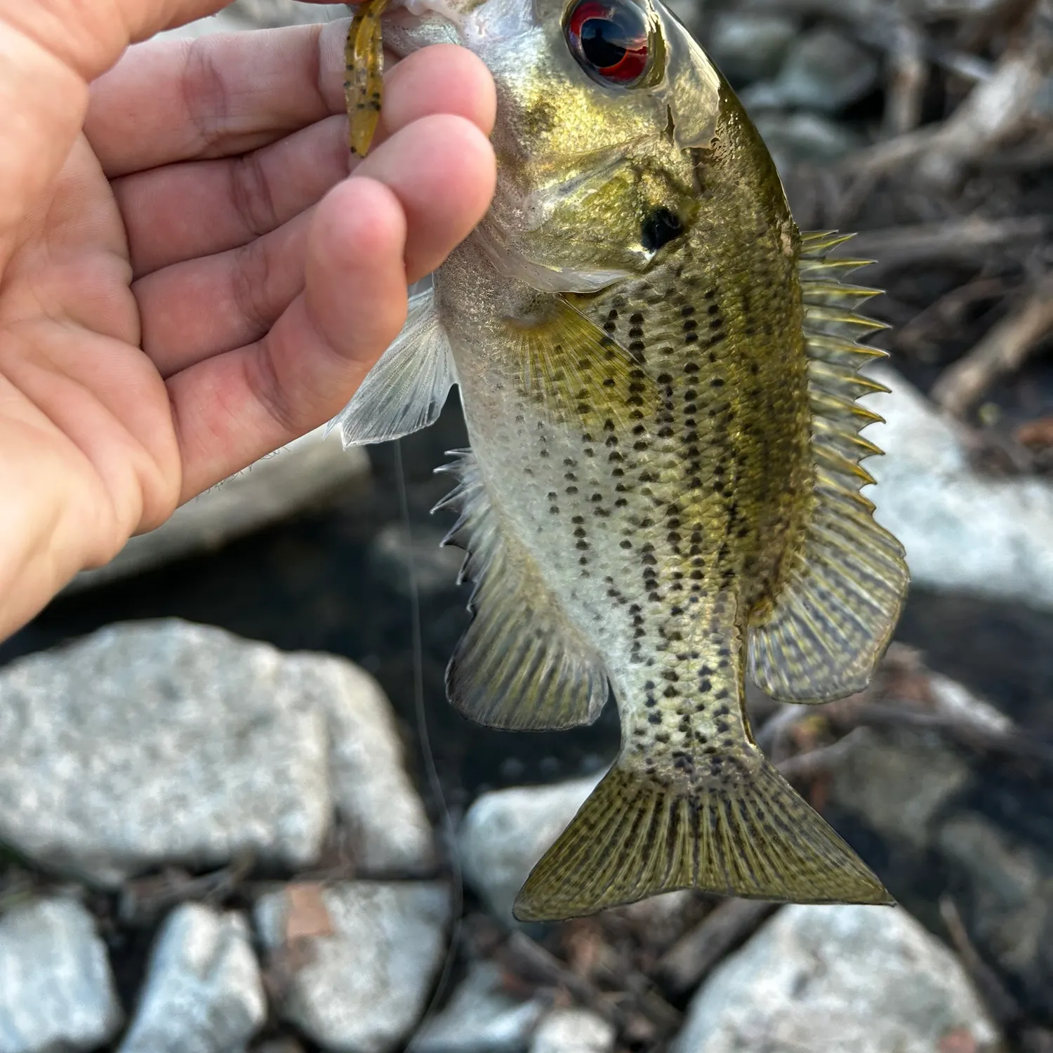 Rock bass caught on Fishbrain