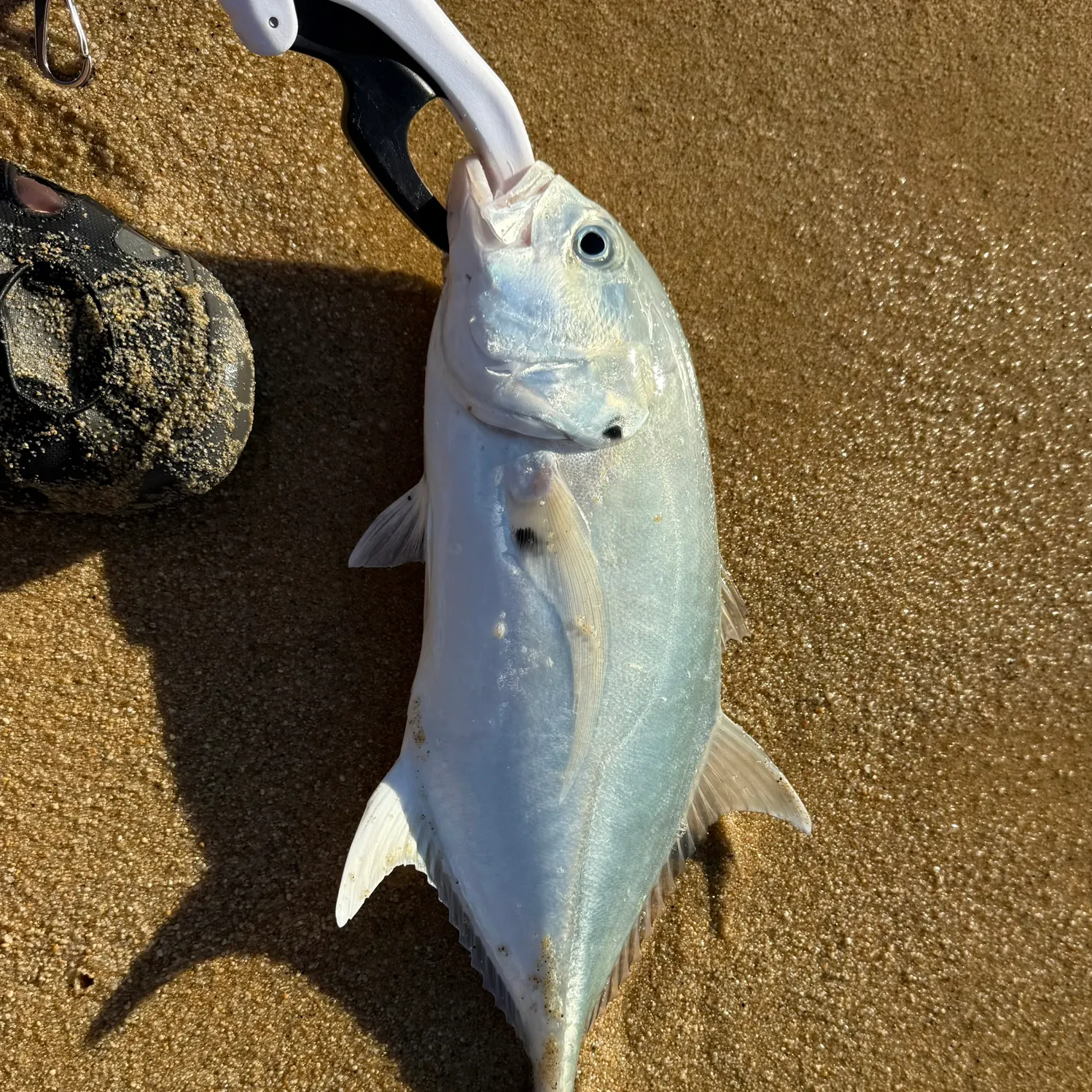 The most recent Crevalle jack catches on Fishbrain