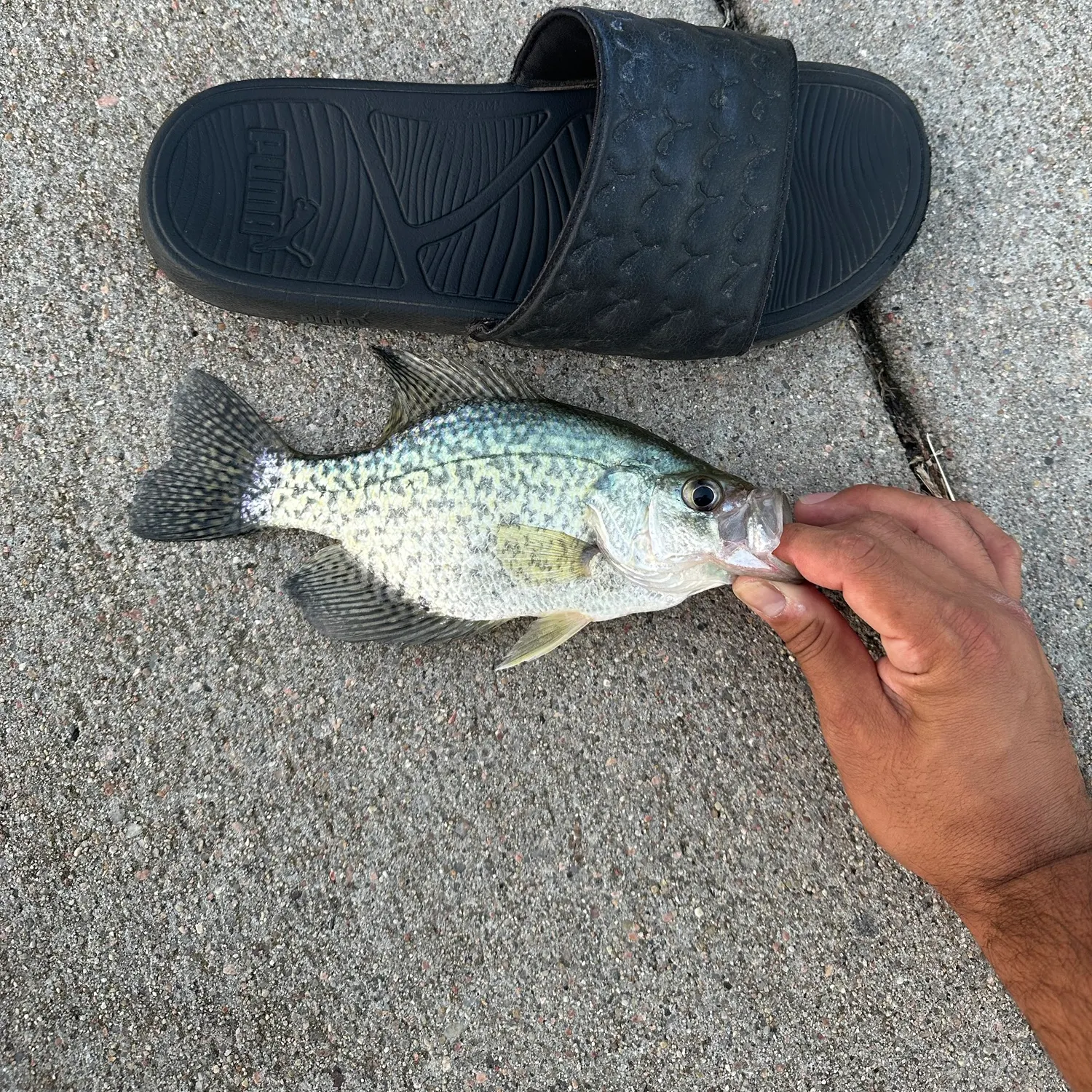 Black crappie caught on Fishbrain