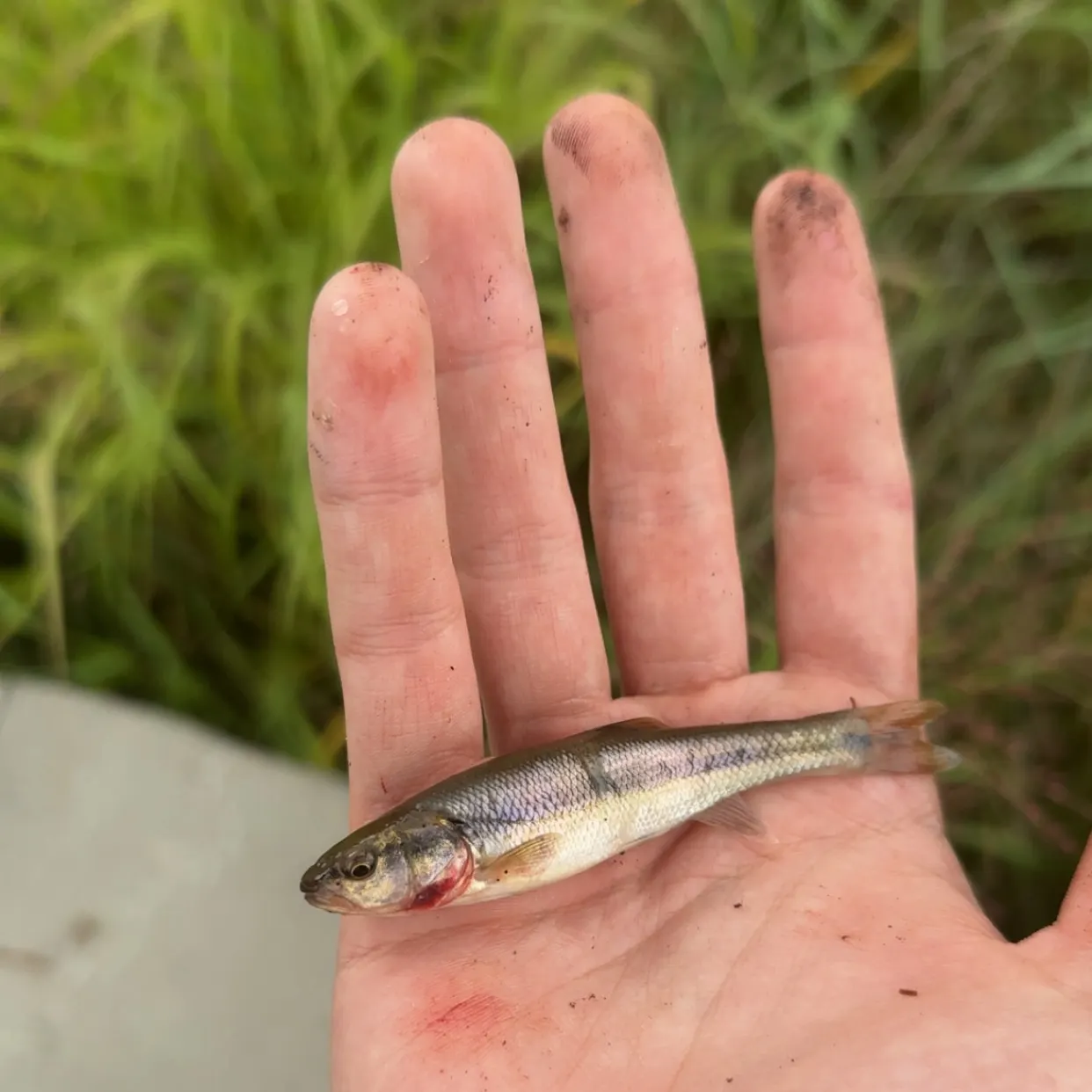 Creek chub caught on Fishbrain
