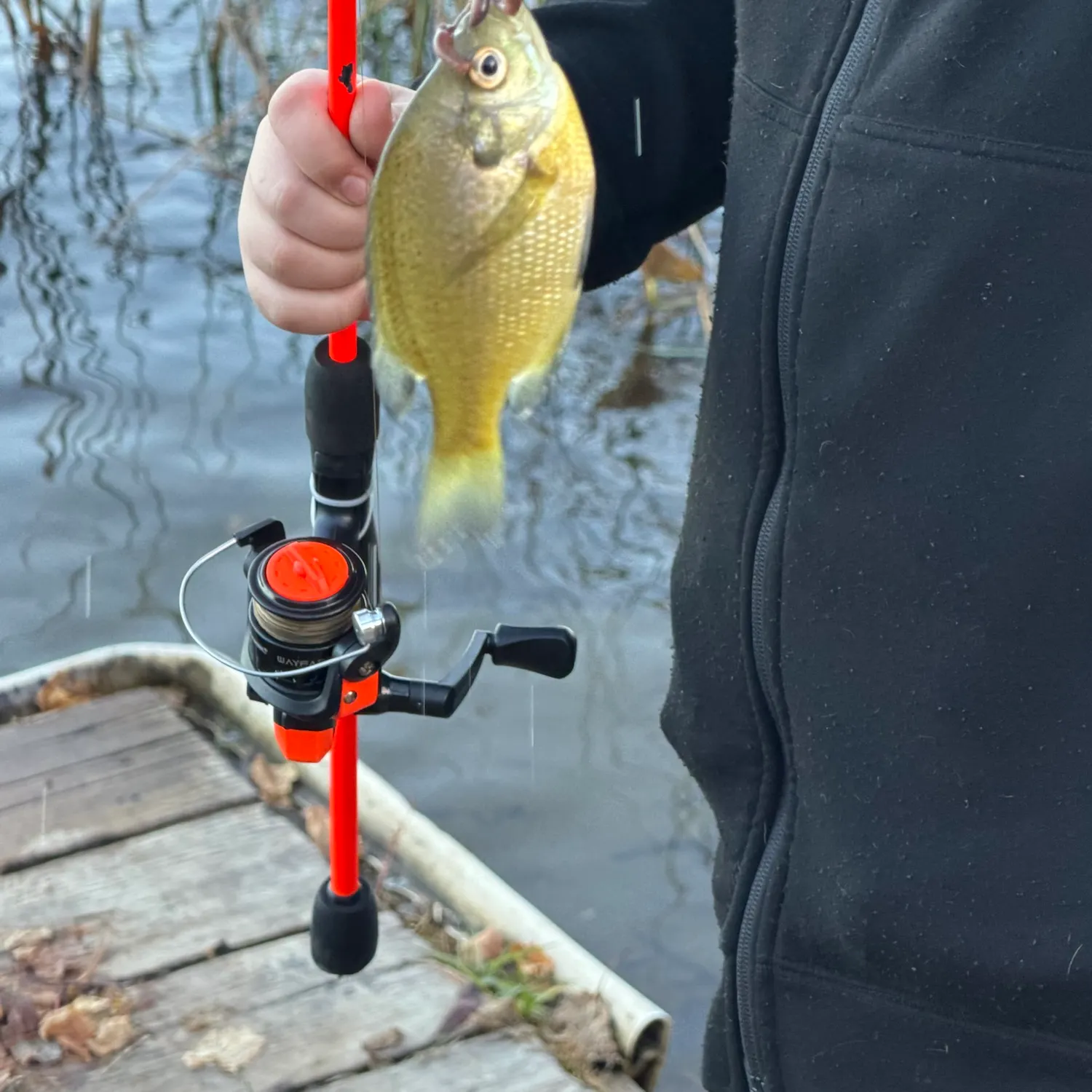 Bluegill caught on Fishbrain