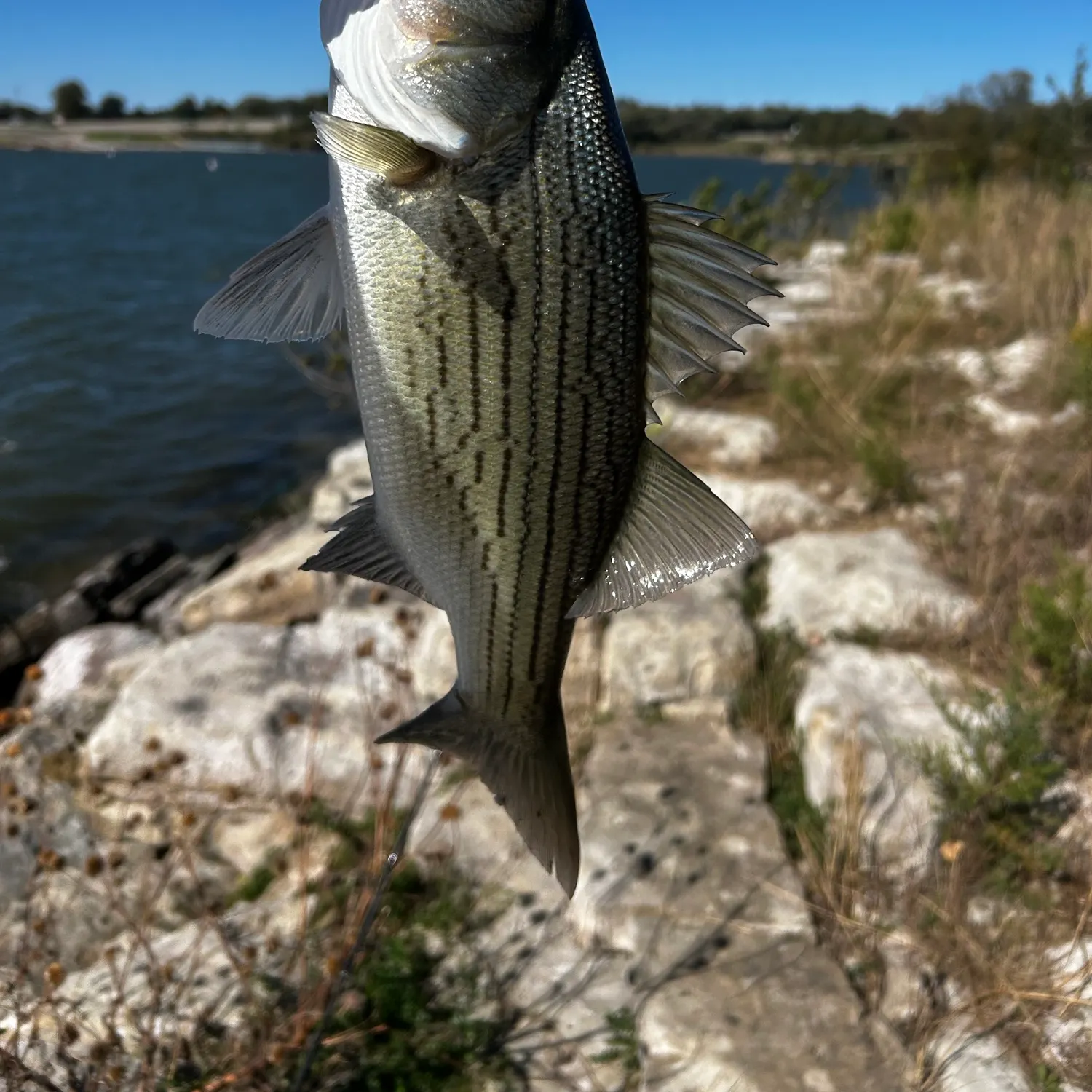 Wiper caught on Fishbrain