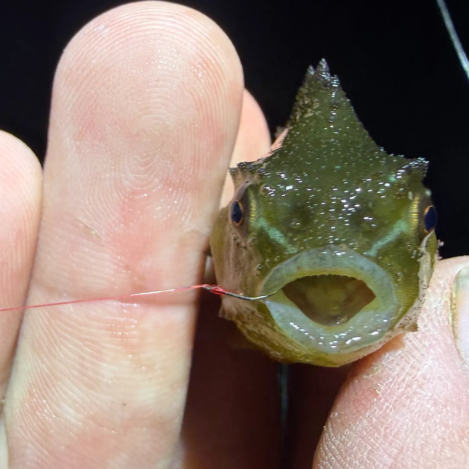 catch