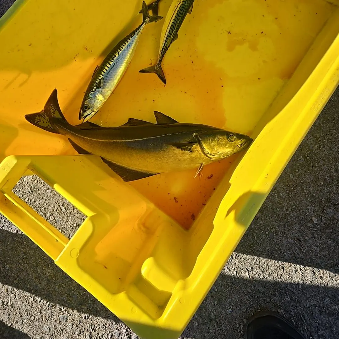 Atlantic pollock caught on Fishbrain