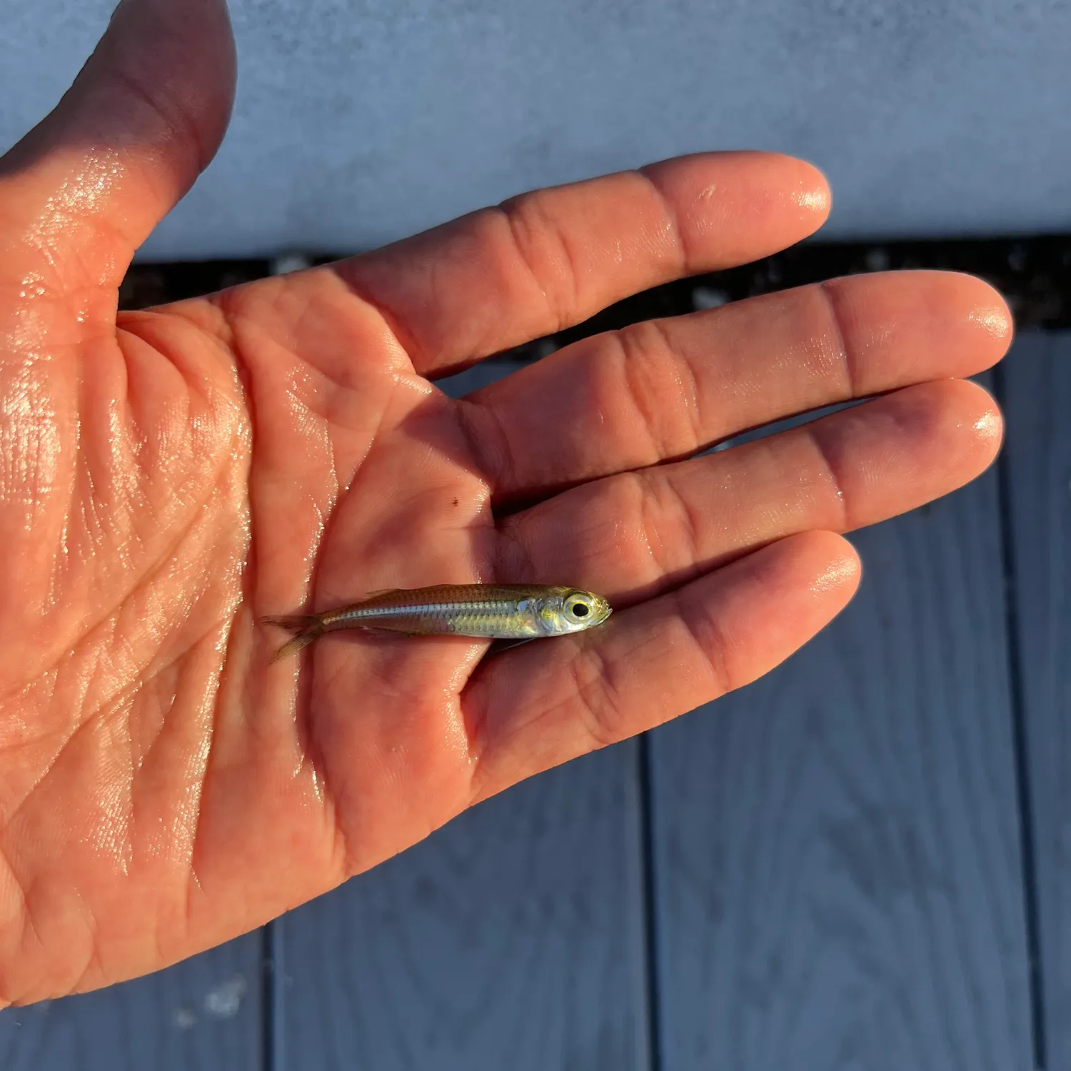 The most recent Hardhead silverside catches on Fishbrain