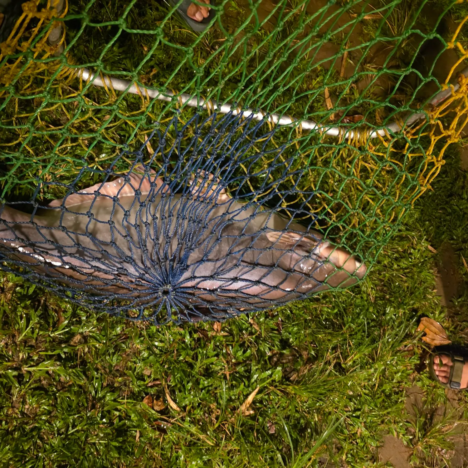 The most recent Mekong giant catfish catches on Fishbrain