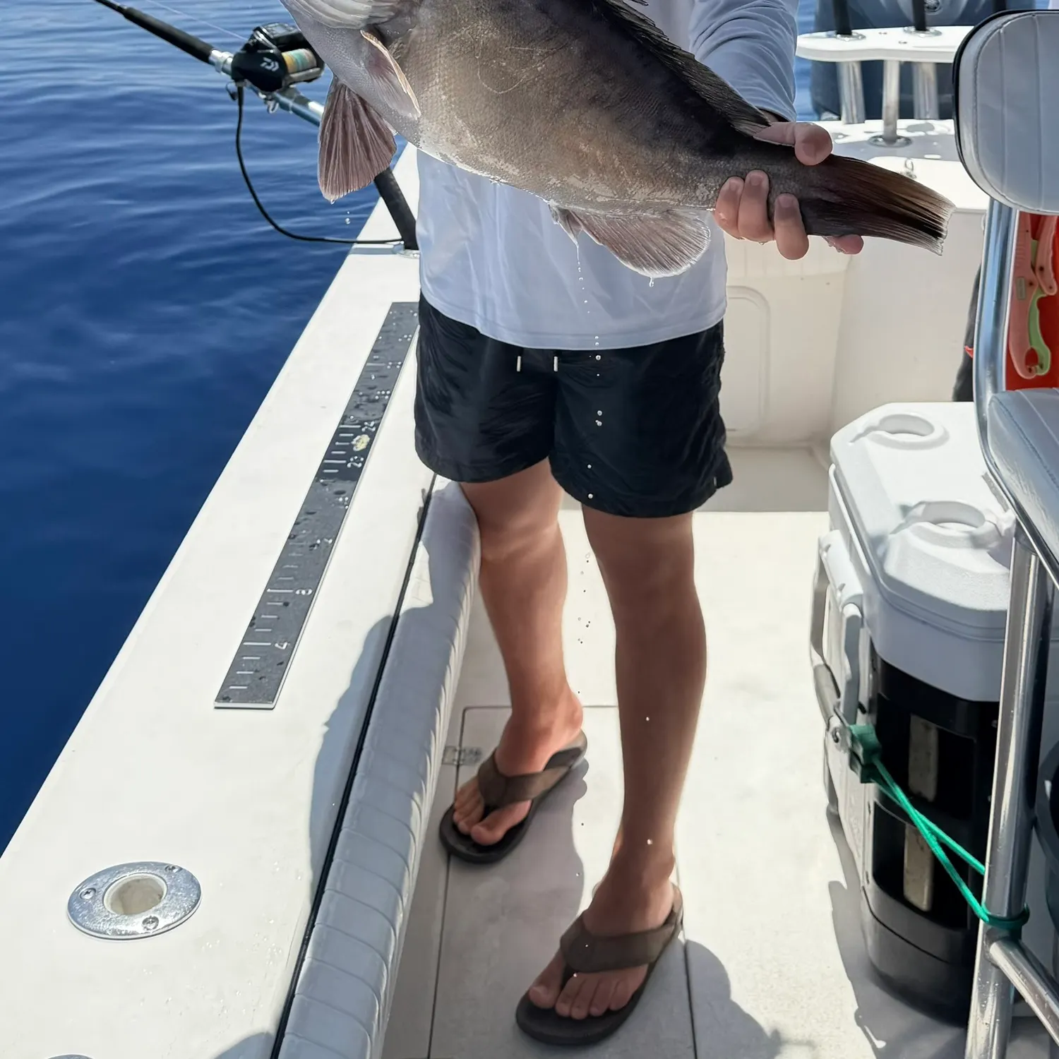 The most recent Snowy grouper catches on Fishbrain