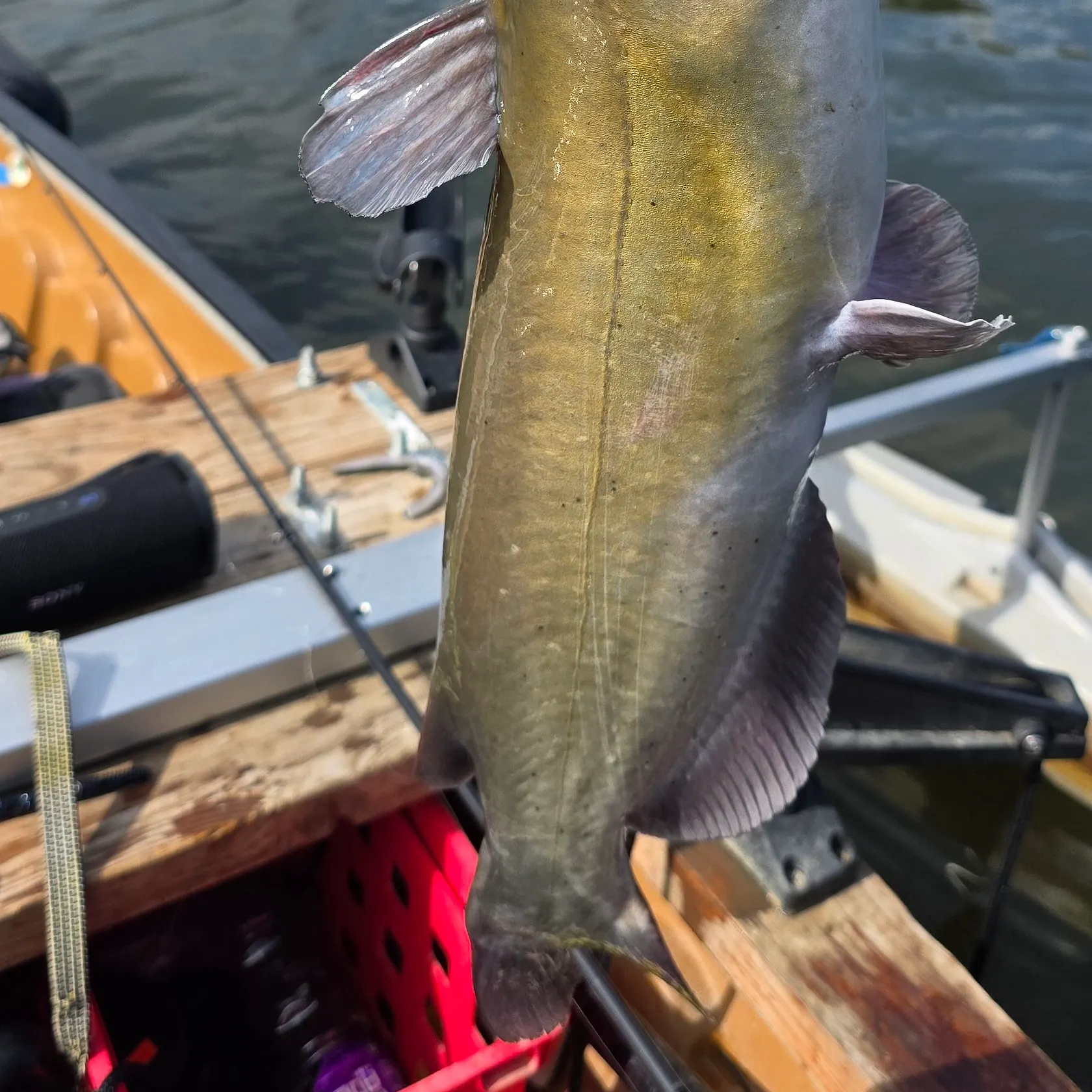 Channel catfish caught on Fishbrain