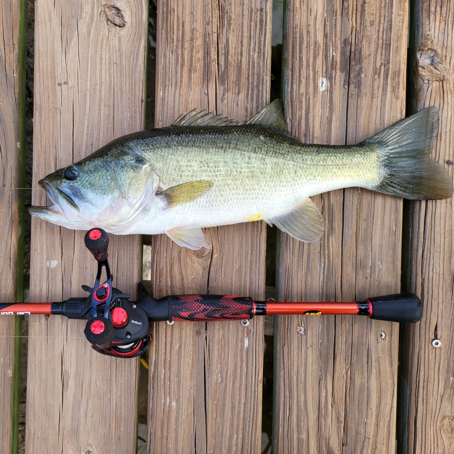 Largemouth bass caught on Fishbrain