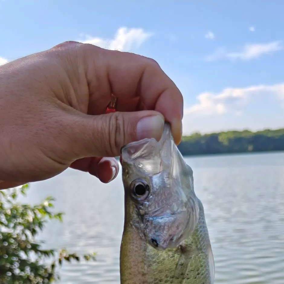 White crappie caught on Fishbrain