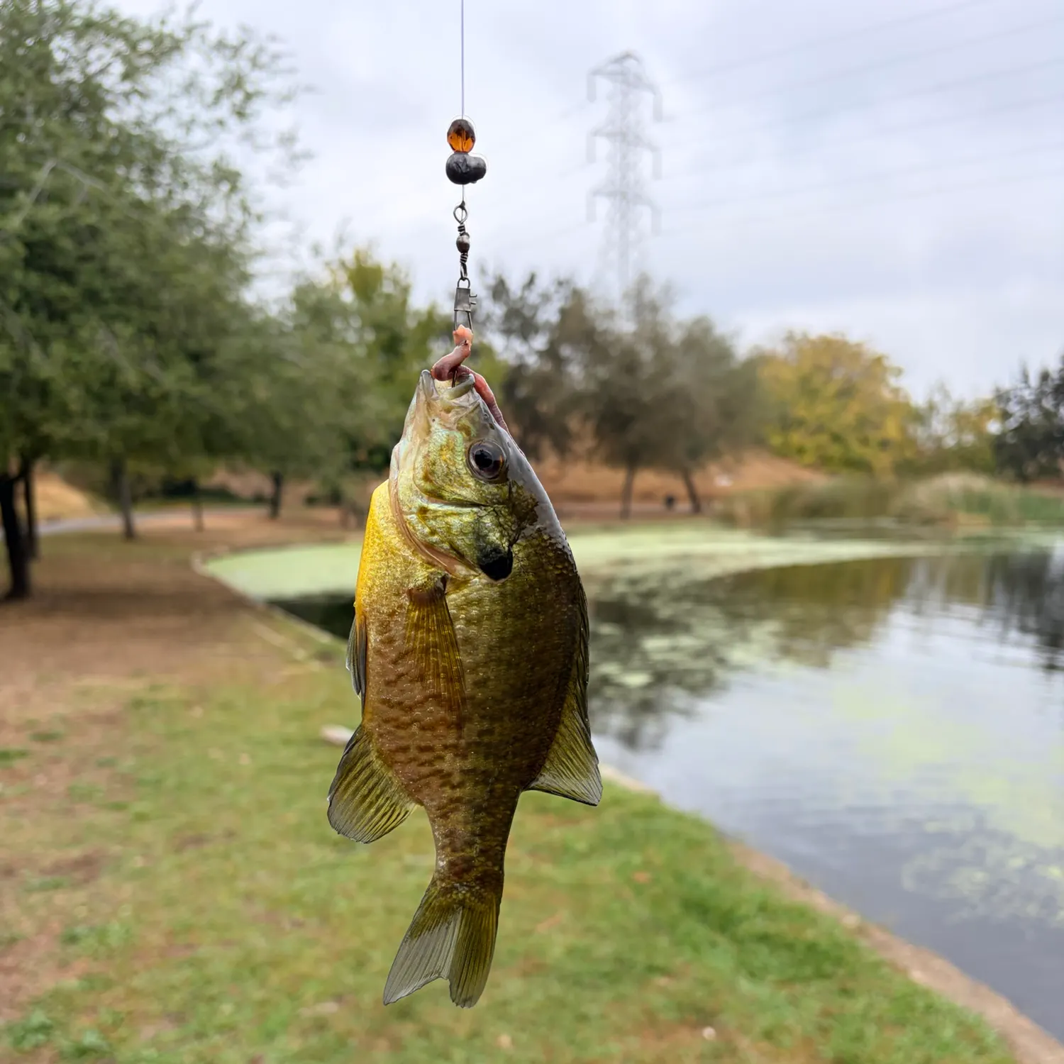 Bluegill caught on Fishbrain