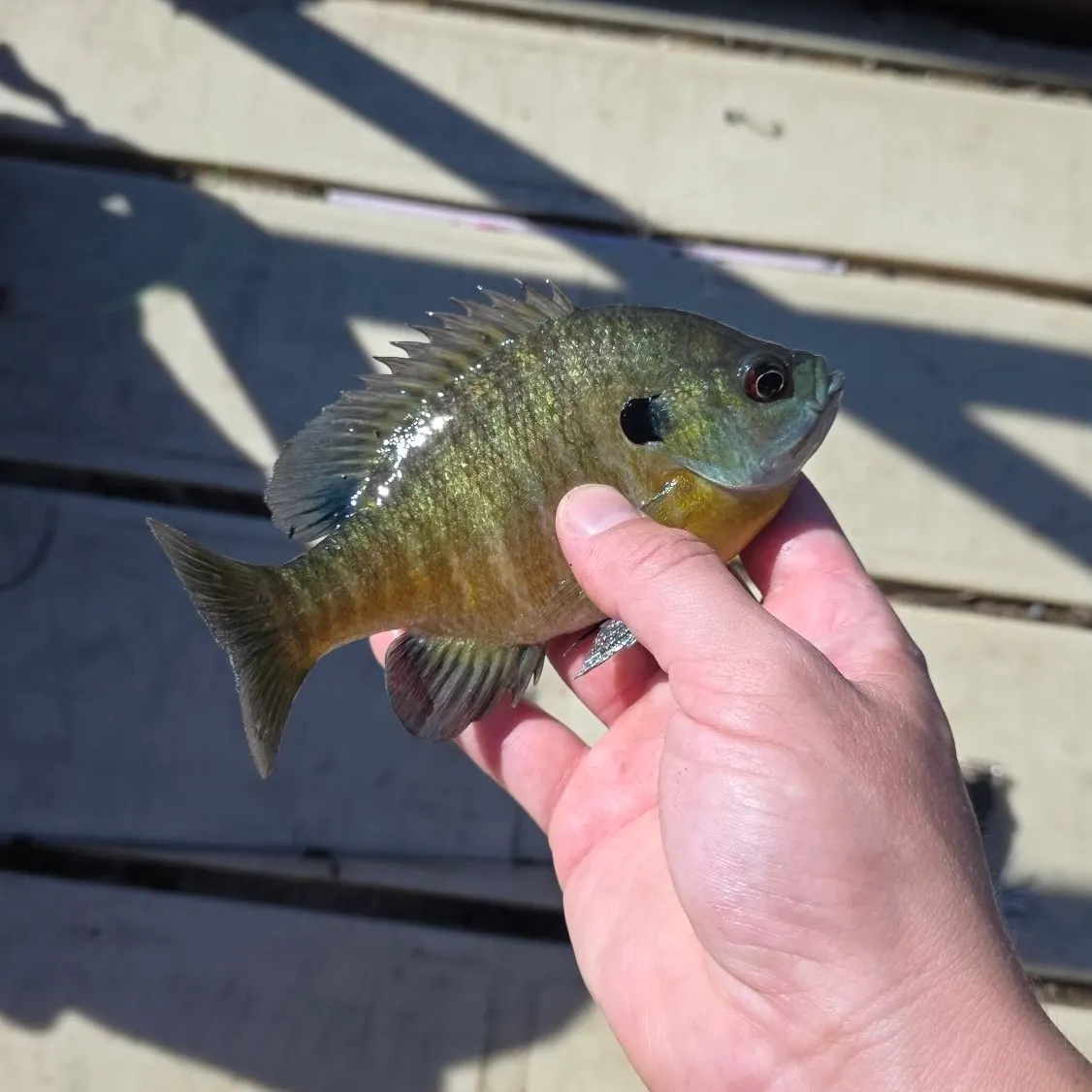 Bluegill caught on Fishbrain