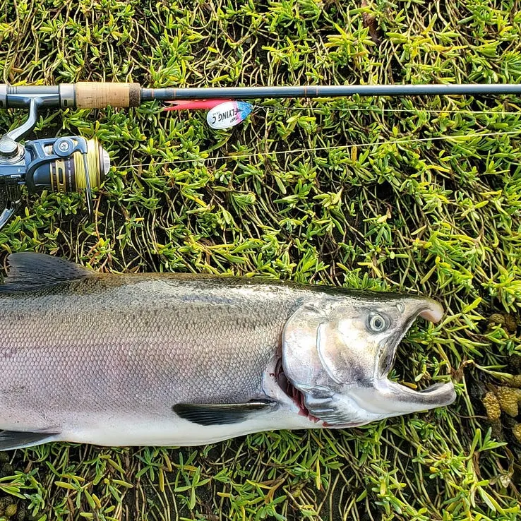 The most recent Coho salmon catches on Fishbrain