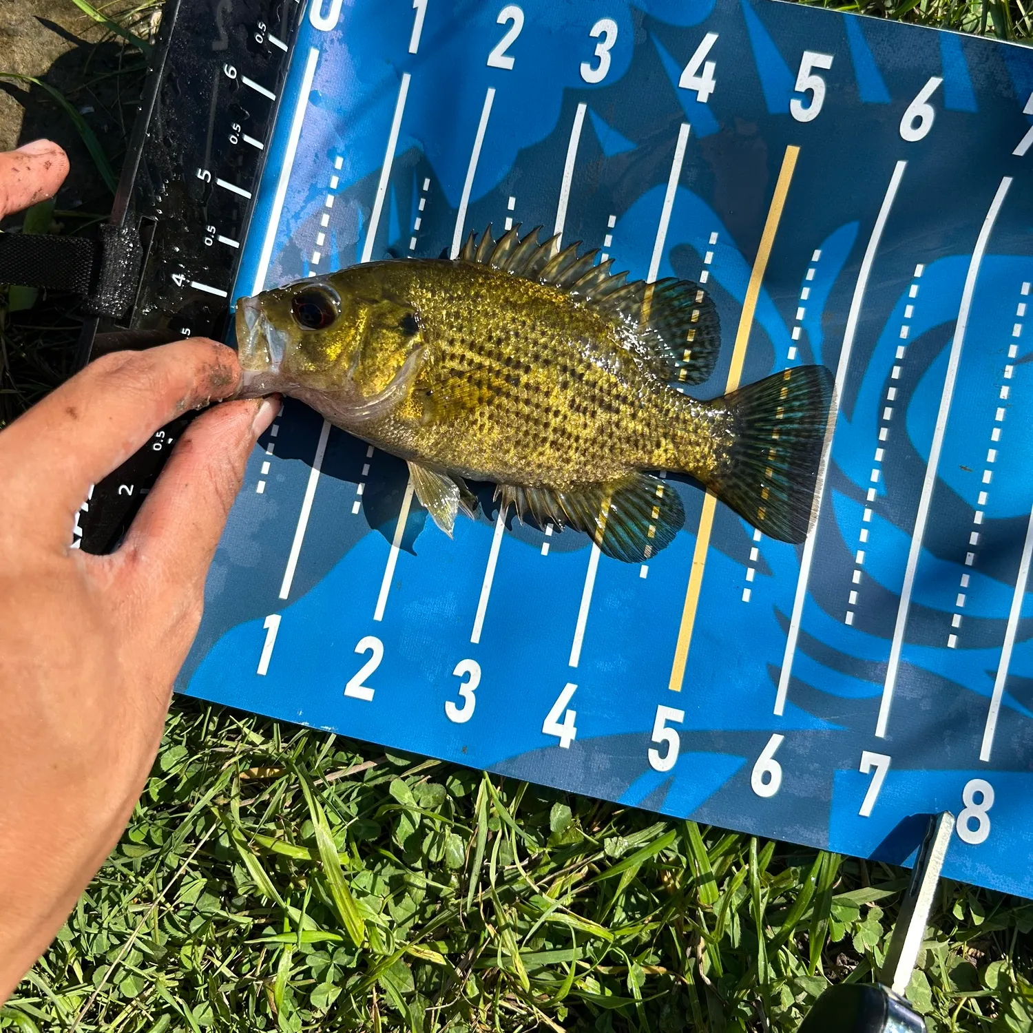 Rock bass caught on Fishbrain