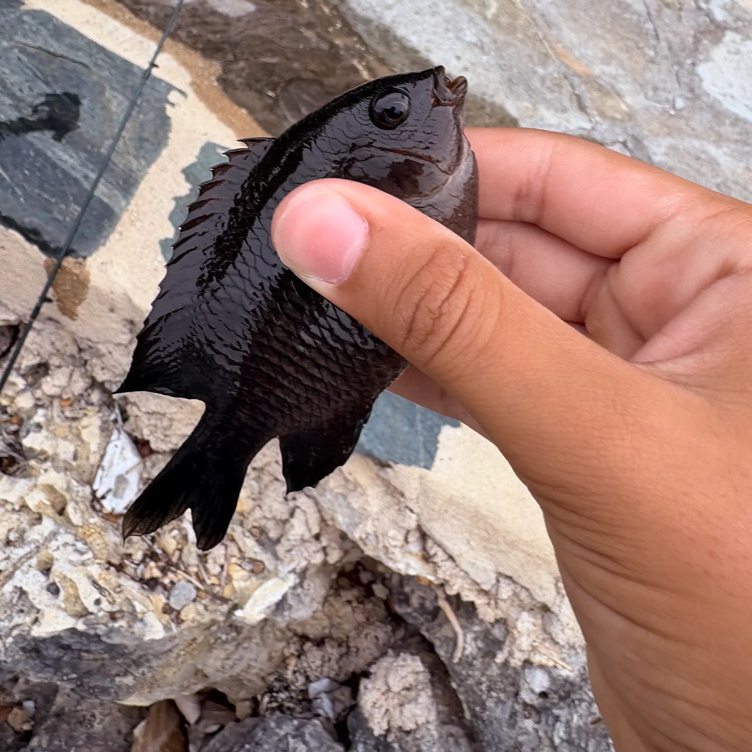 The most recent Dusky damselfish catches on Fishbrain