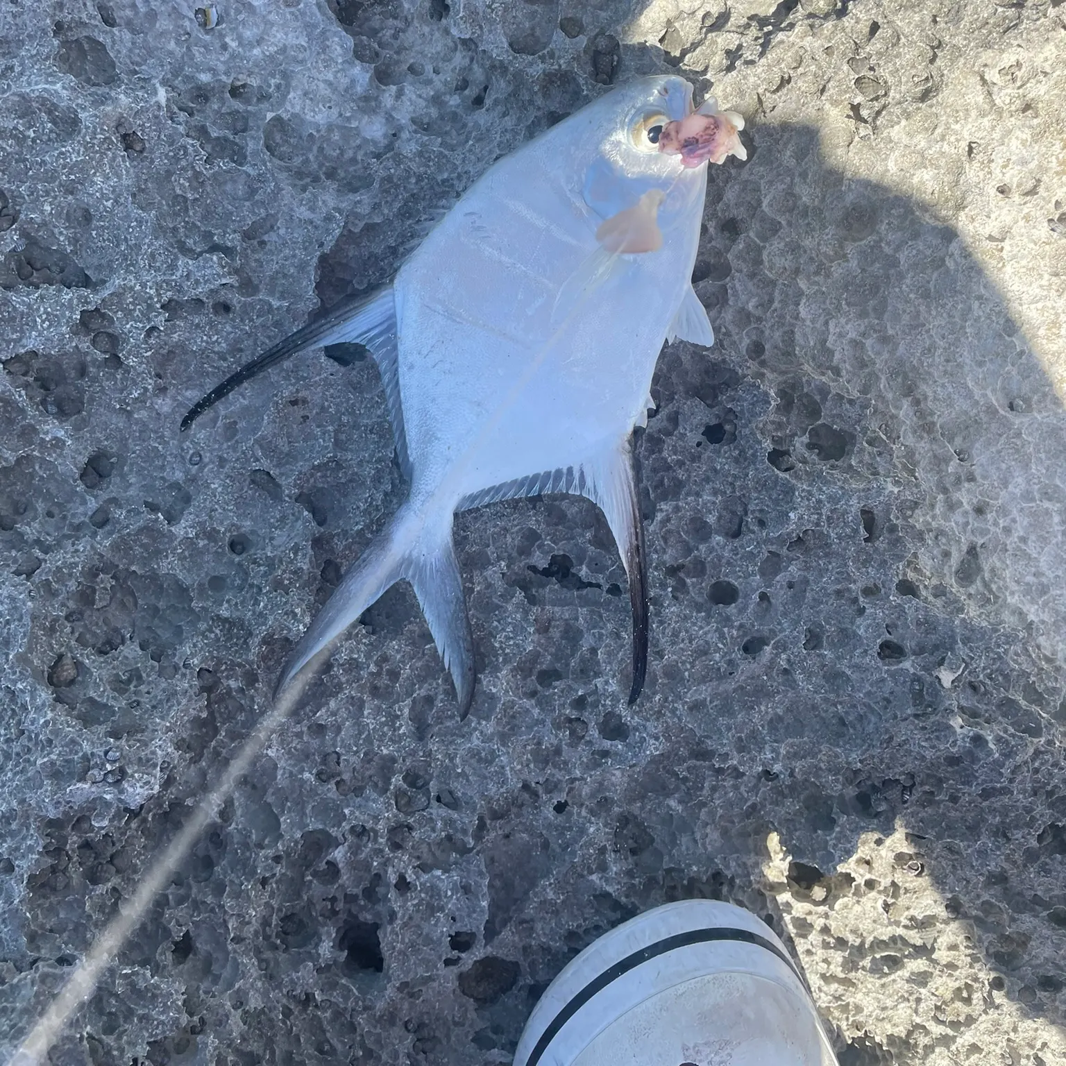 The most recent Palometa catches on Fishbrain