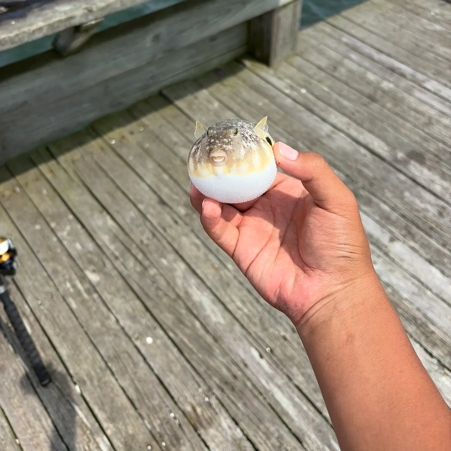The most recent Northern puffer catches on Fishbrain