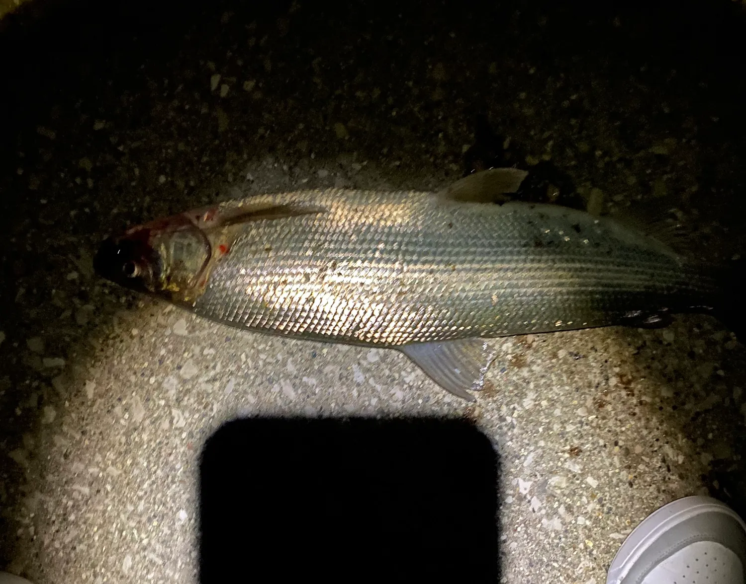 Lake whitefish