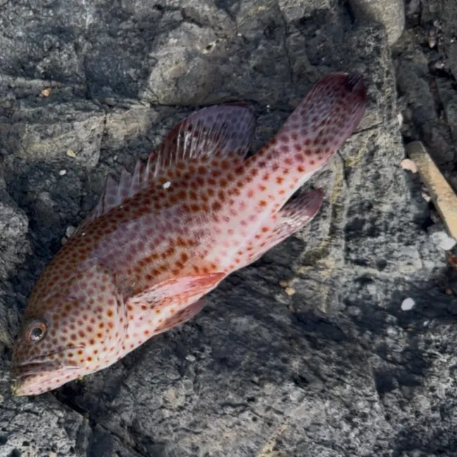 The most recent Brownspotted grouper catches on Fishbrain