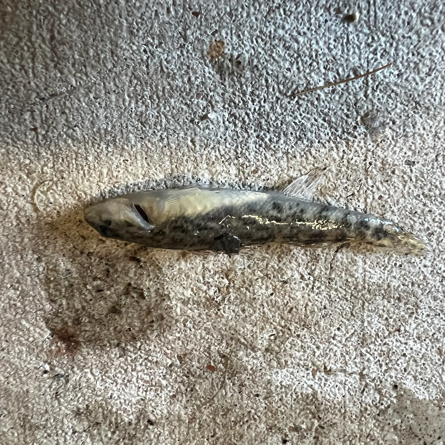 The most recent Northern tessellated darter catches on Fishbrain