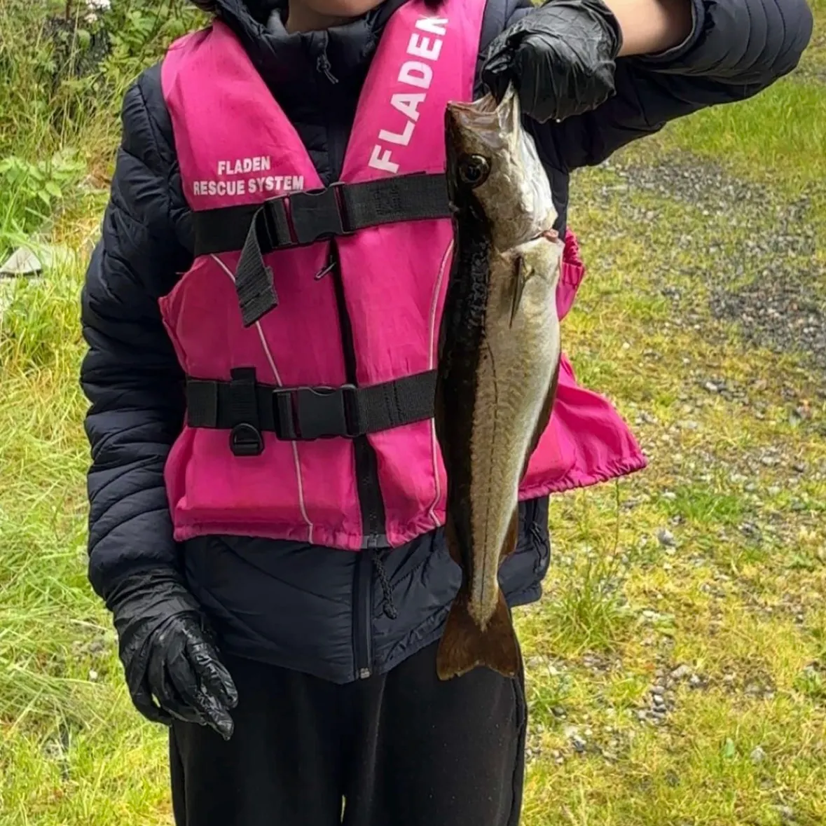 Pollack caught on Fishbrain