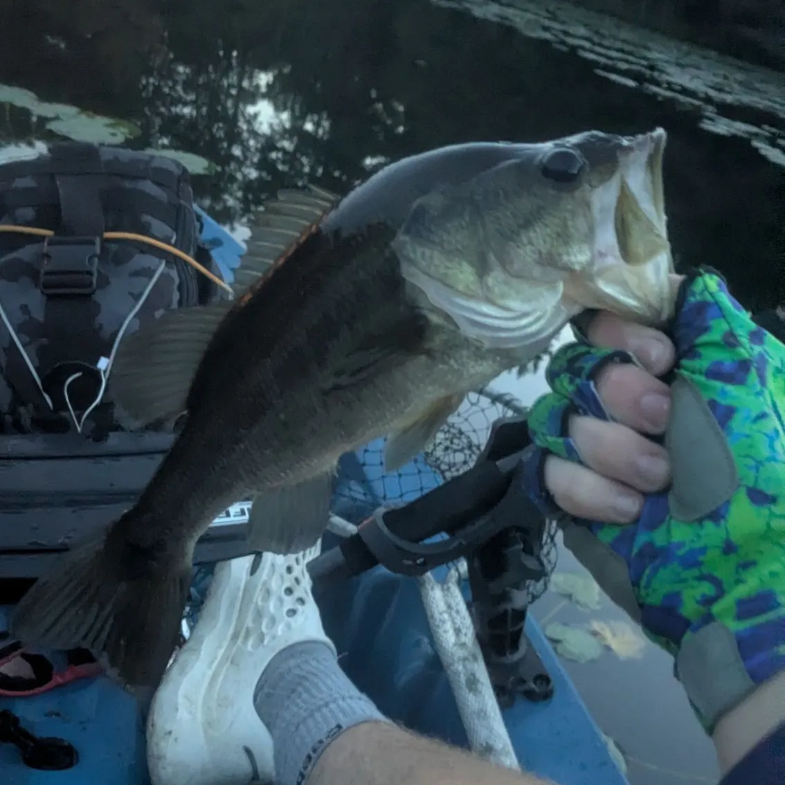 Largemouth bass caught on Fishbrain