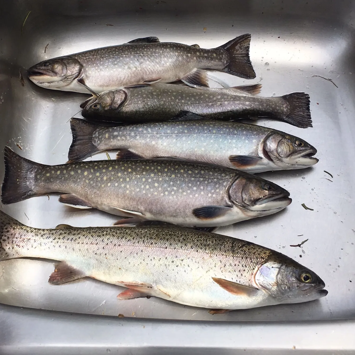 recently logged catches