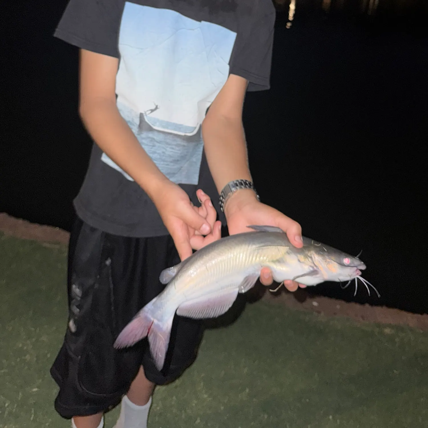 Channel catfish caught on Fishbrain