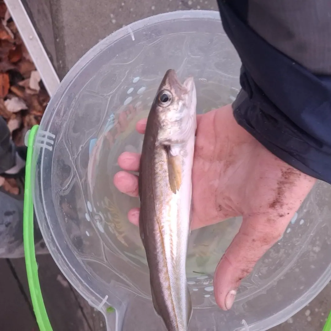 Pollack caught on Fishbrain