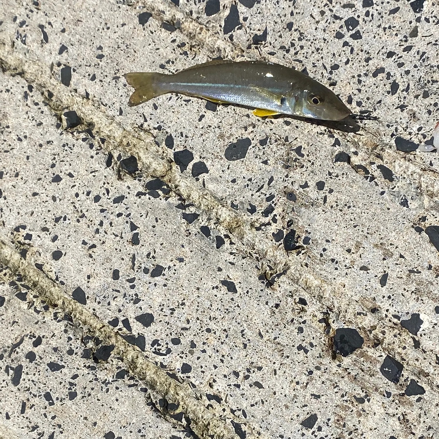 King George whiting caught on Fishbrain
