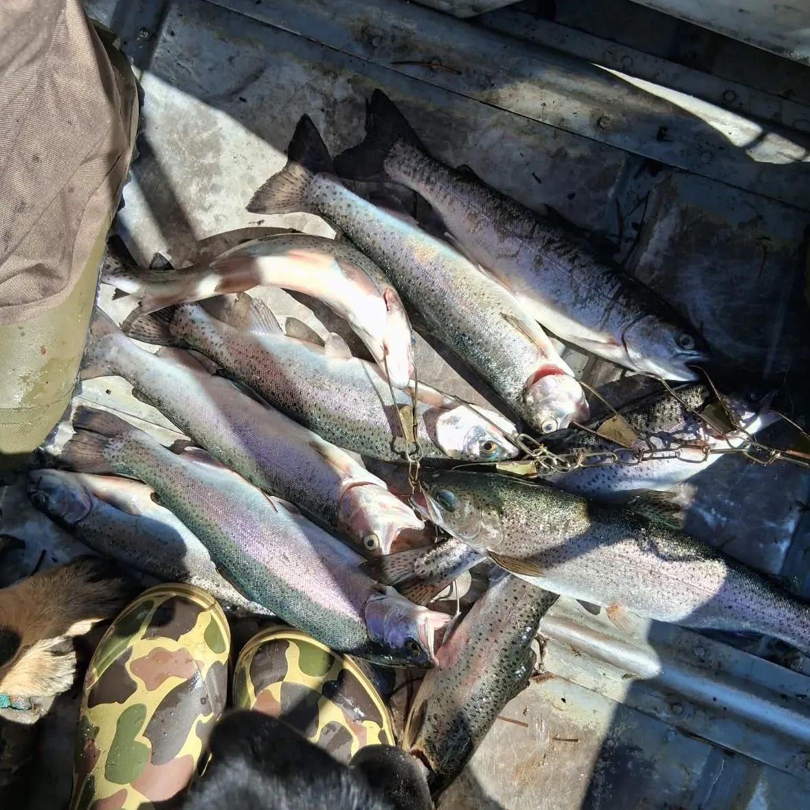 recently logged catches