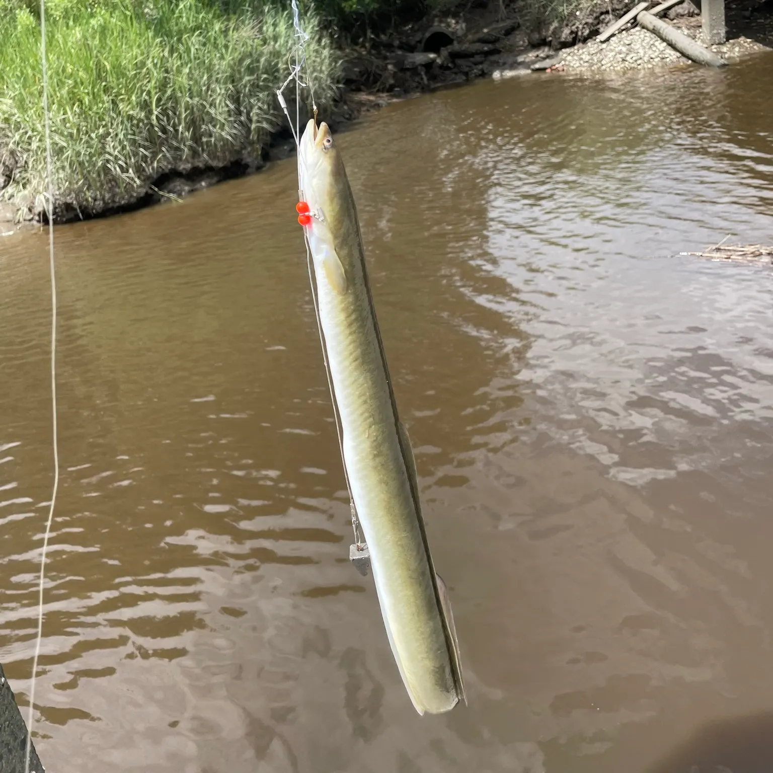 The most recent American eel catches on Fishbrain