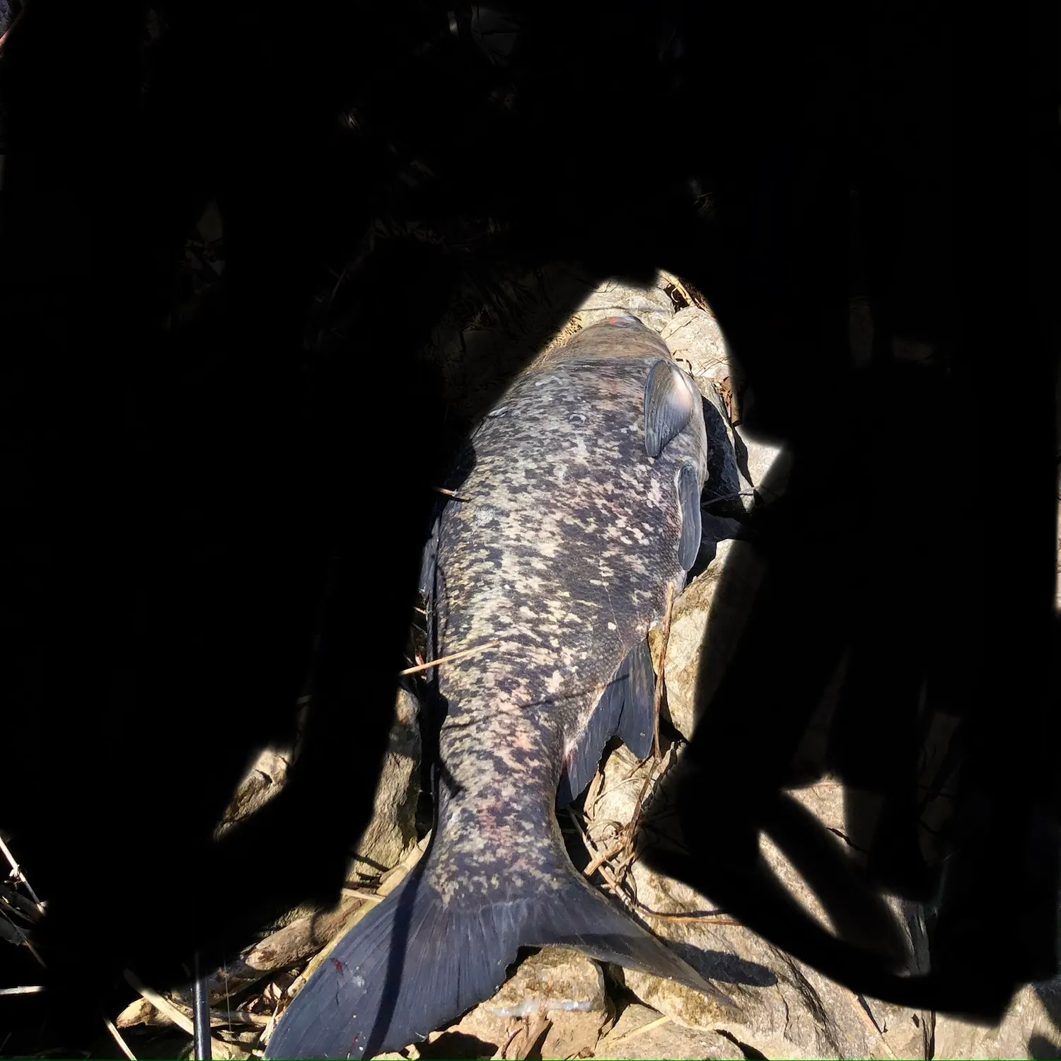 The most recent Bighead carp catches on Fishbrain