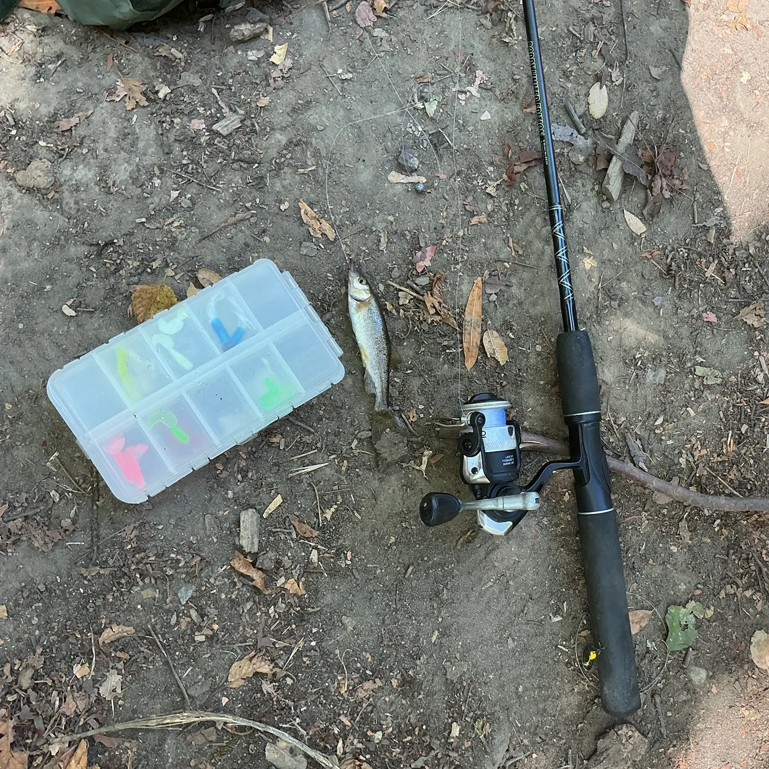 Northern pikeminnow caught on Fishbrain