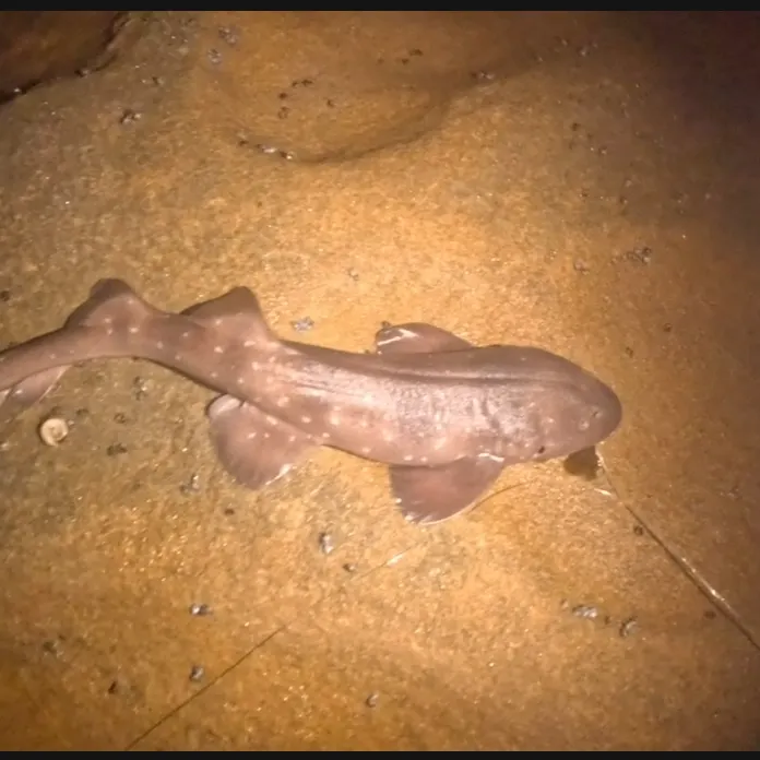 The most recent Blind shark catches on Fishbrain