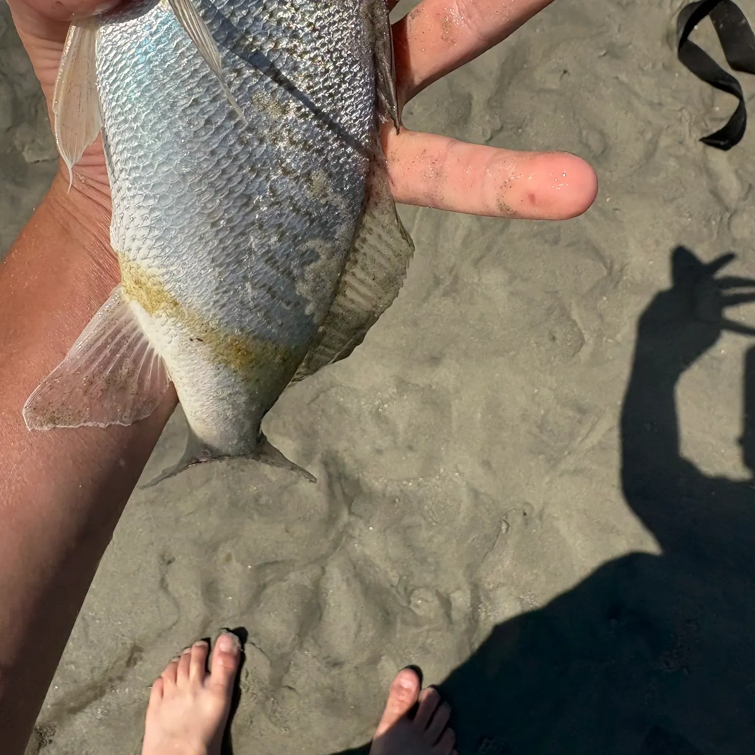 The most recent Gray weakfish catches on Fishbrain