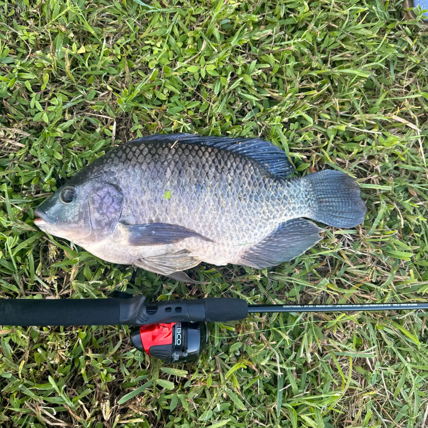 Nile tilapia caught on Fishbrain