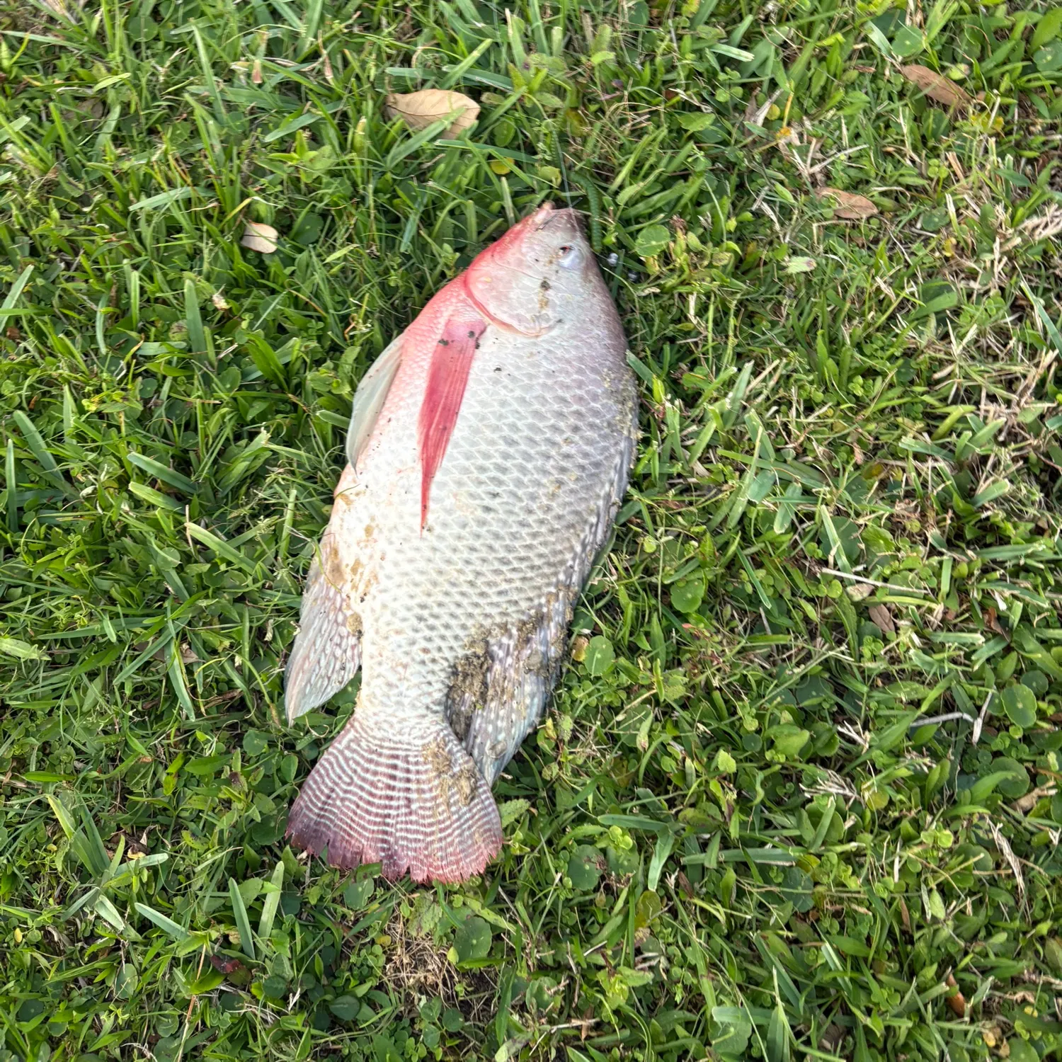 The most recent Nile tilapia catches on Fishbrain