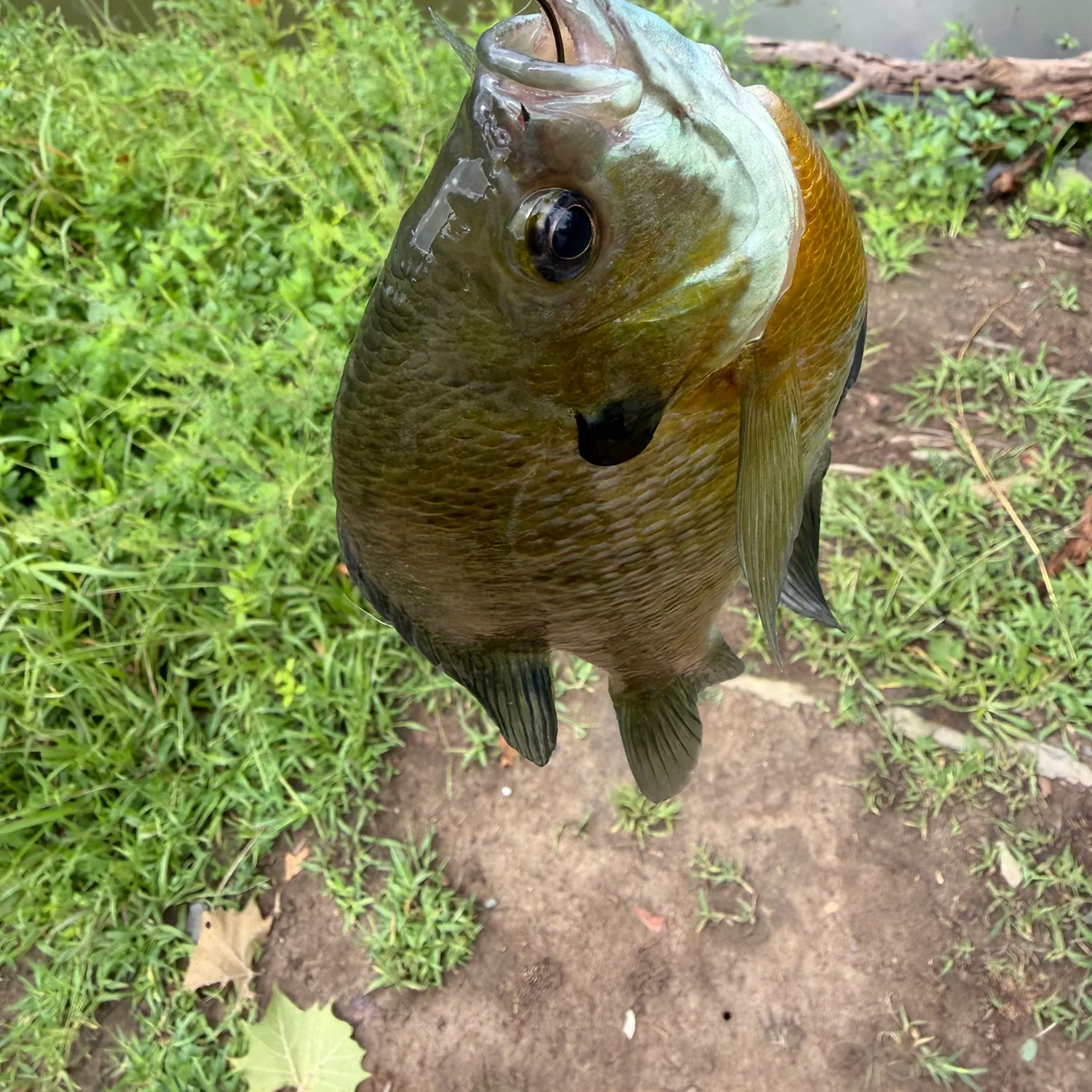 Bluegill caught on Fishbrain