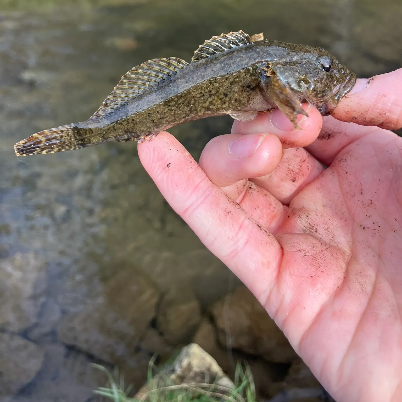The most recent Mottled sculpin catches on Fishbrain