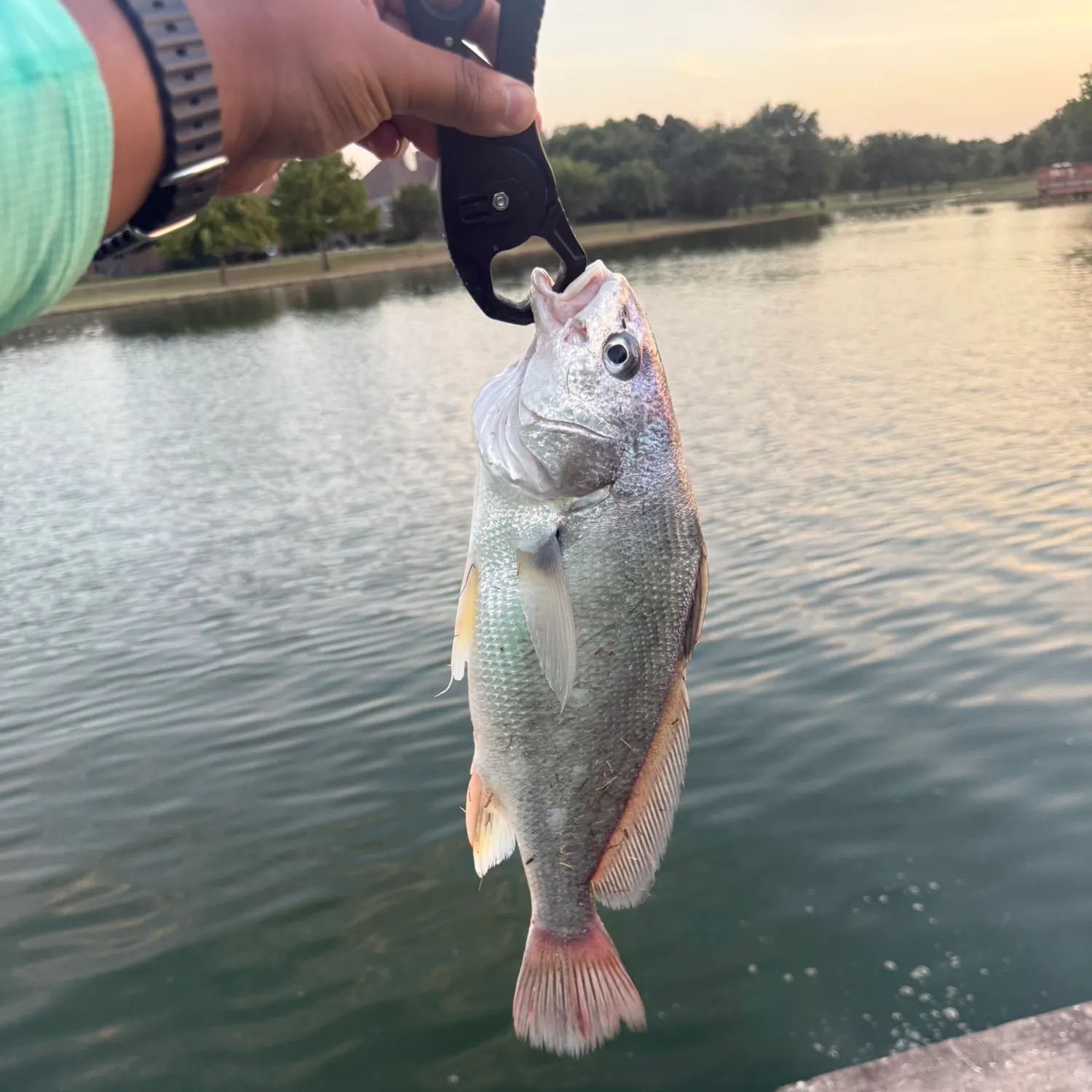 Freshwater drum caught on Fishbrain